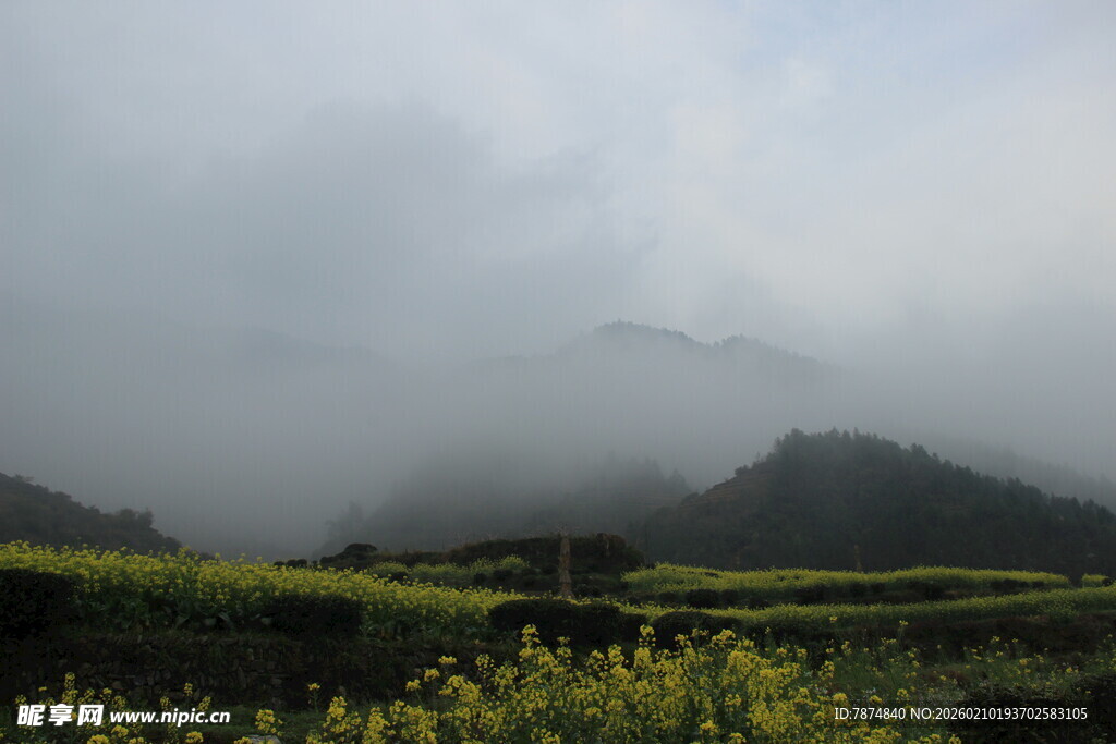 婺源云雾缭绕下的山间油菜花田