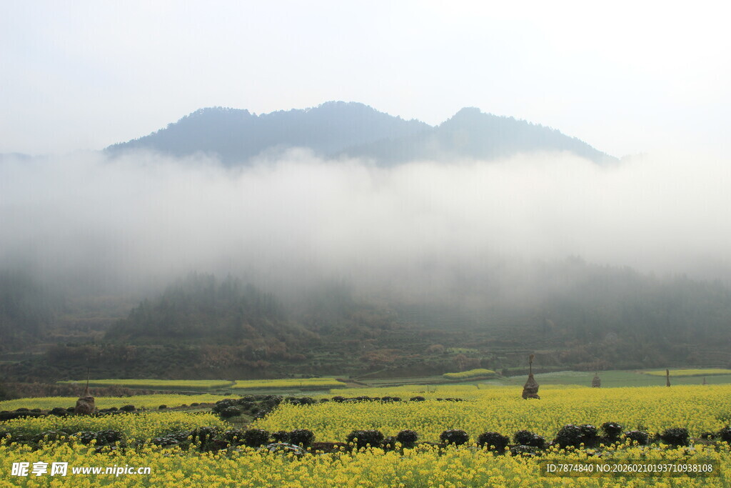 婺源山间晨雾中的金黄田野