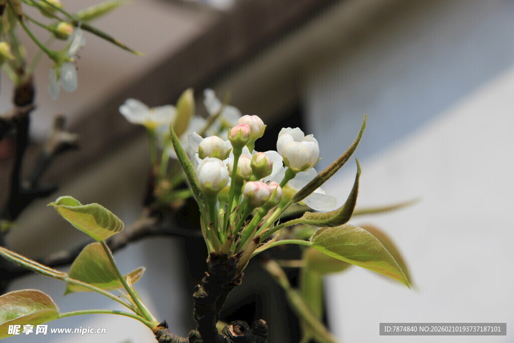 婺源盆栽白花绽放