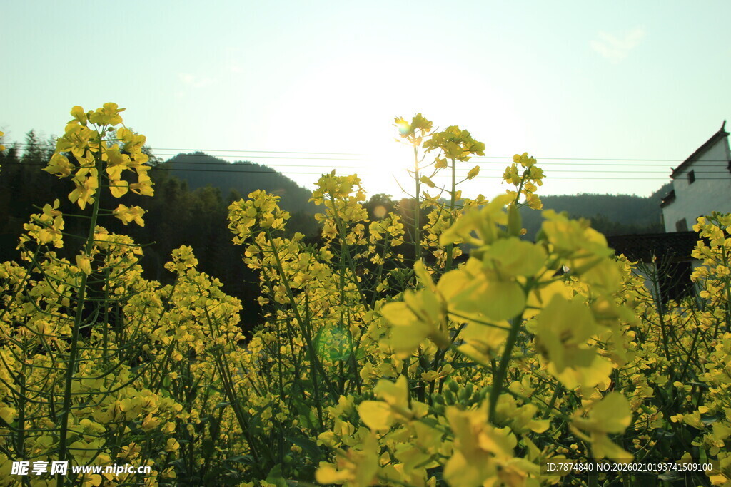 婺源金黄花海中的乡村景致