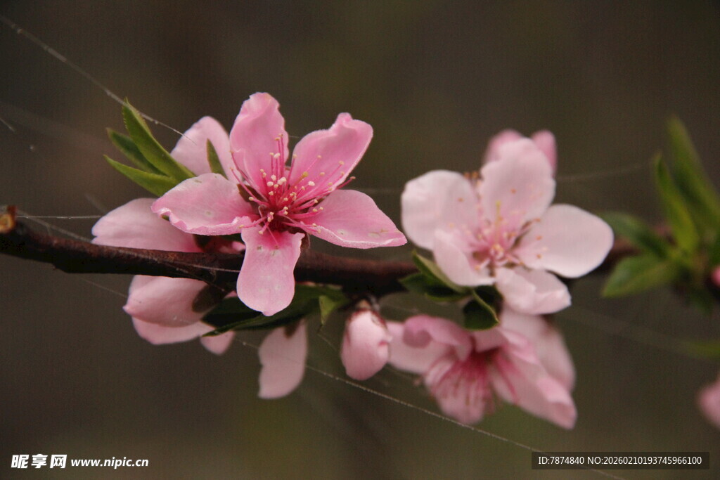 婺源娇艳桃花枝头绽放