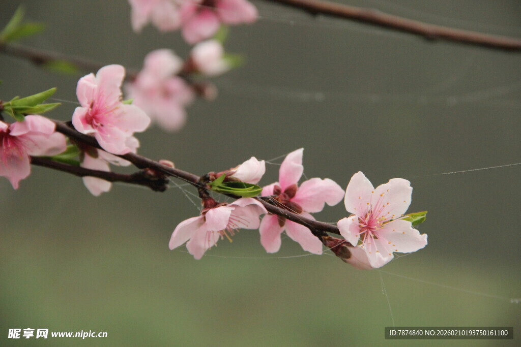 婺源枝头粉嫩桃花绽放