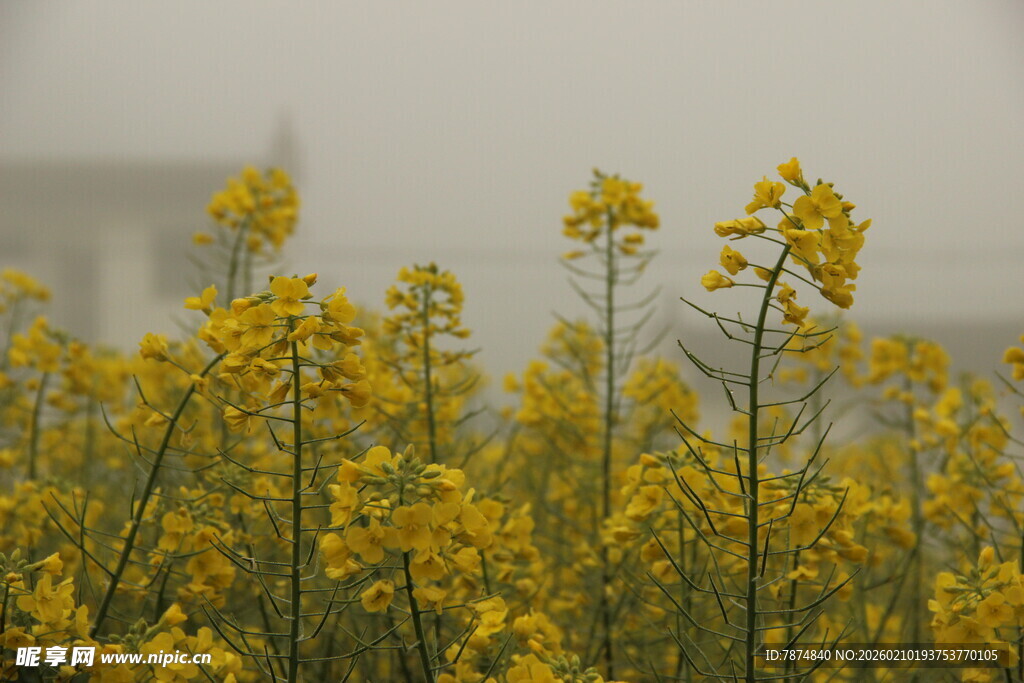 婺源春日油菜花田美景
