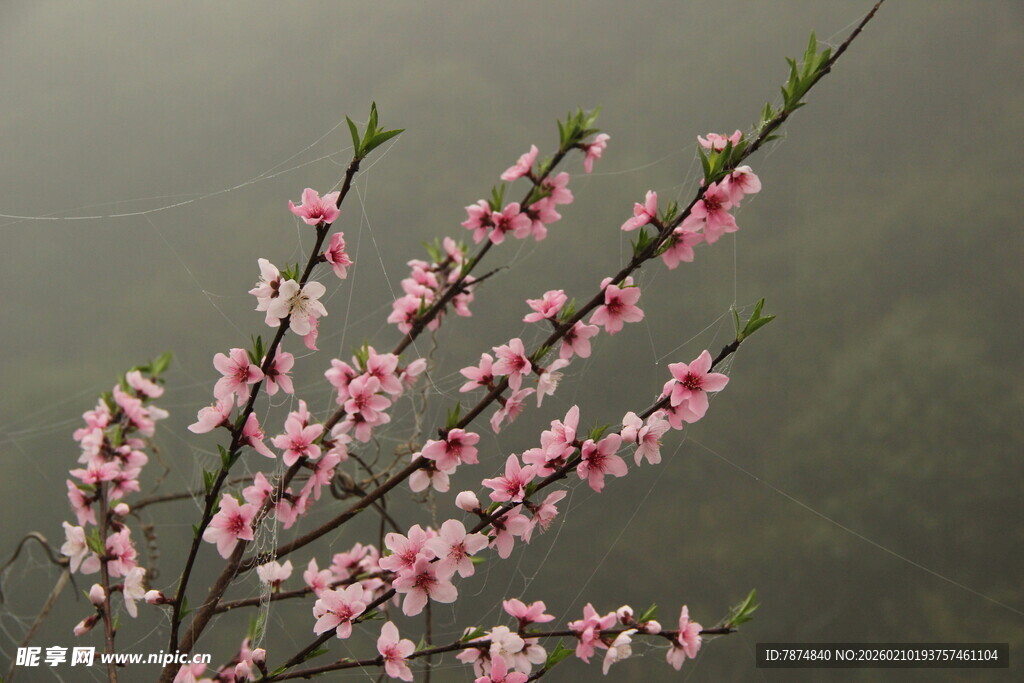 婺源枝头绽放的粉嫩桃花