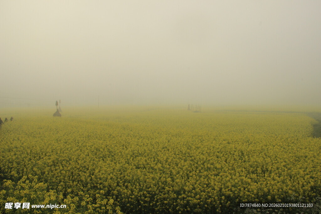 婺源雾中向日葵田的静谧之美