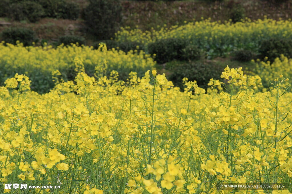 婺源金黄油菜花田美景