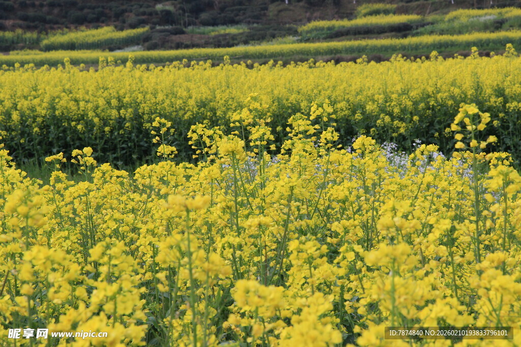 婺源金黄油菜花田的美丽景致