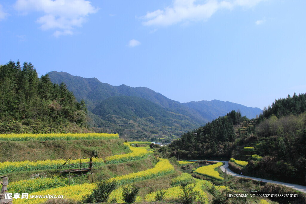 婺源山间梯田油菜花美景