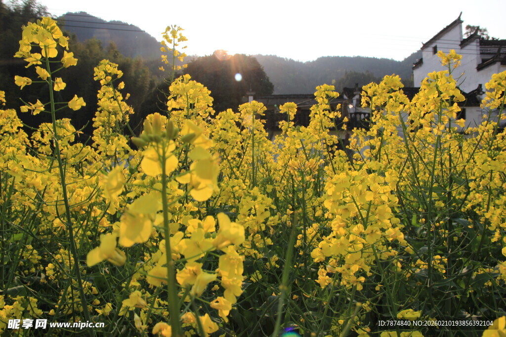 婺源春日油菜花田美景