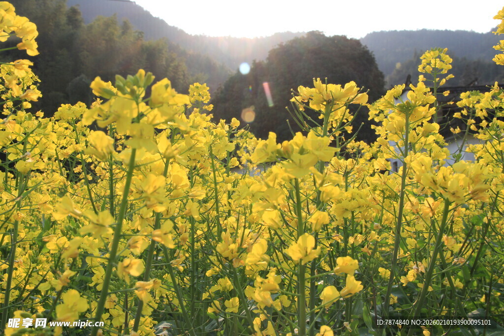 婺源春日油菜花海美景