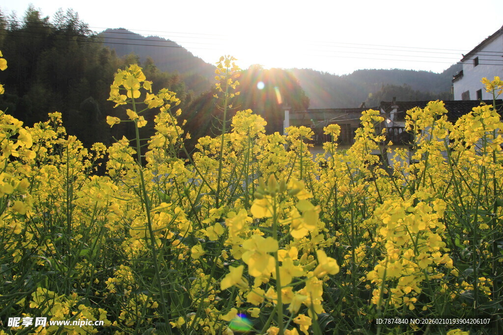 婺源夕阳下的灿烂油菜花田