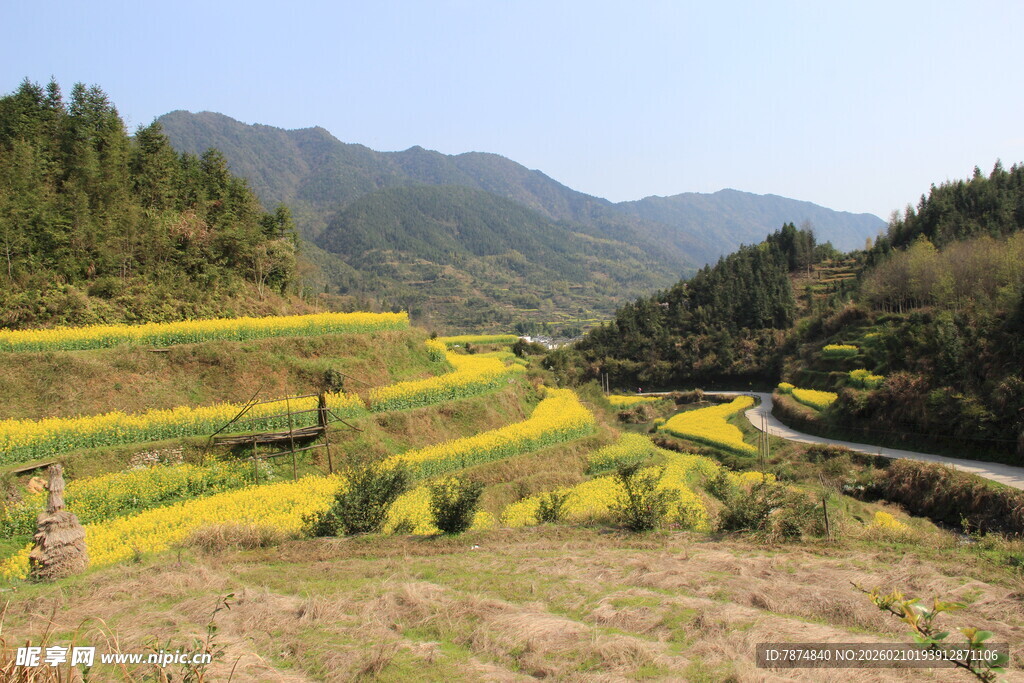 婺源山间梯田油菜花美景