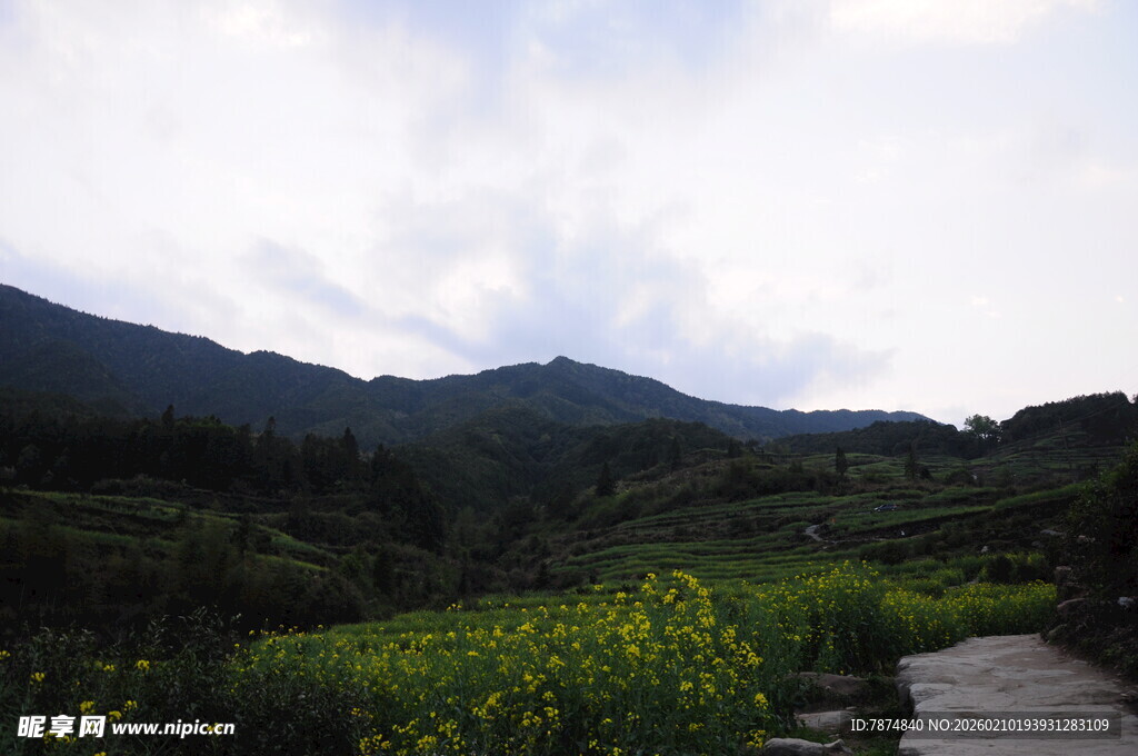 婺源山间小径旁的绚烂花田