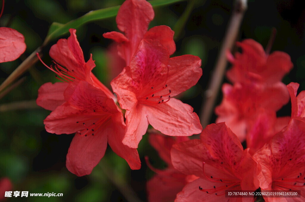婺源鲜艳红杜鹃绽放