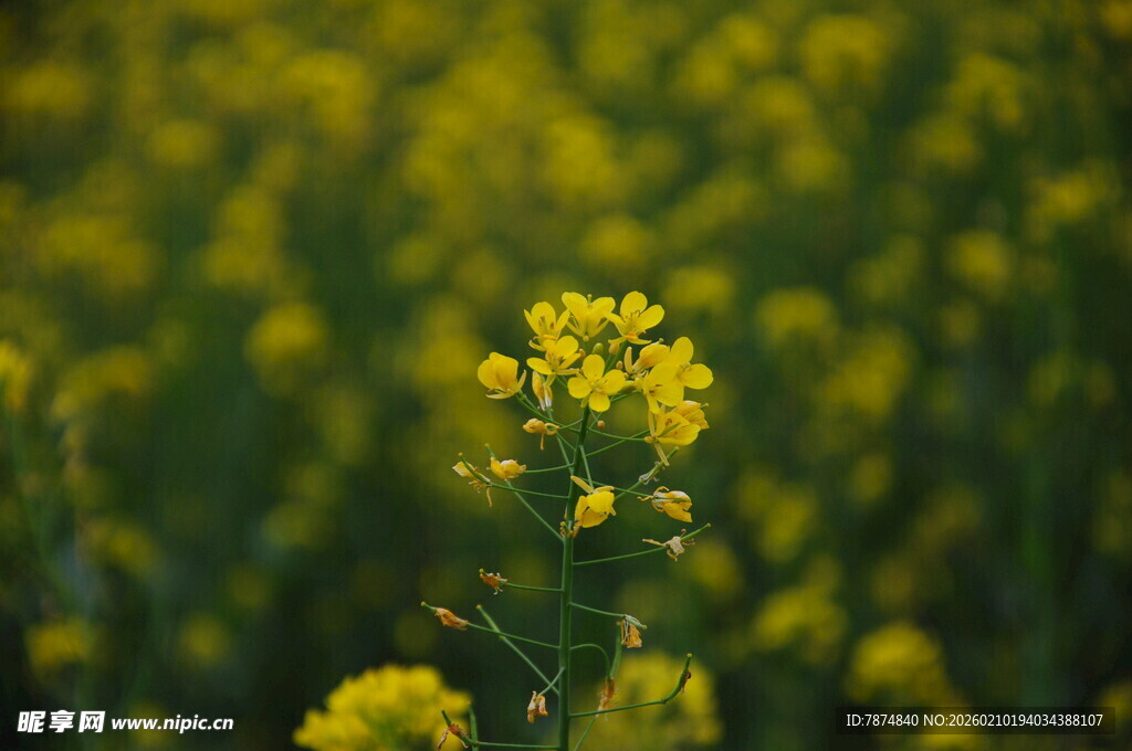 婺源金黄油菜花绽放
