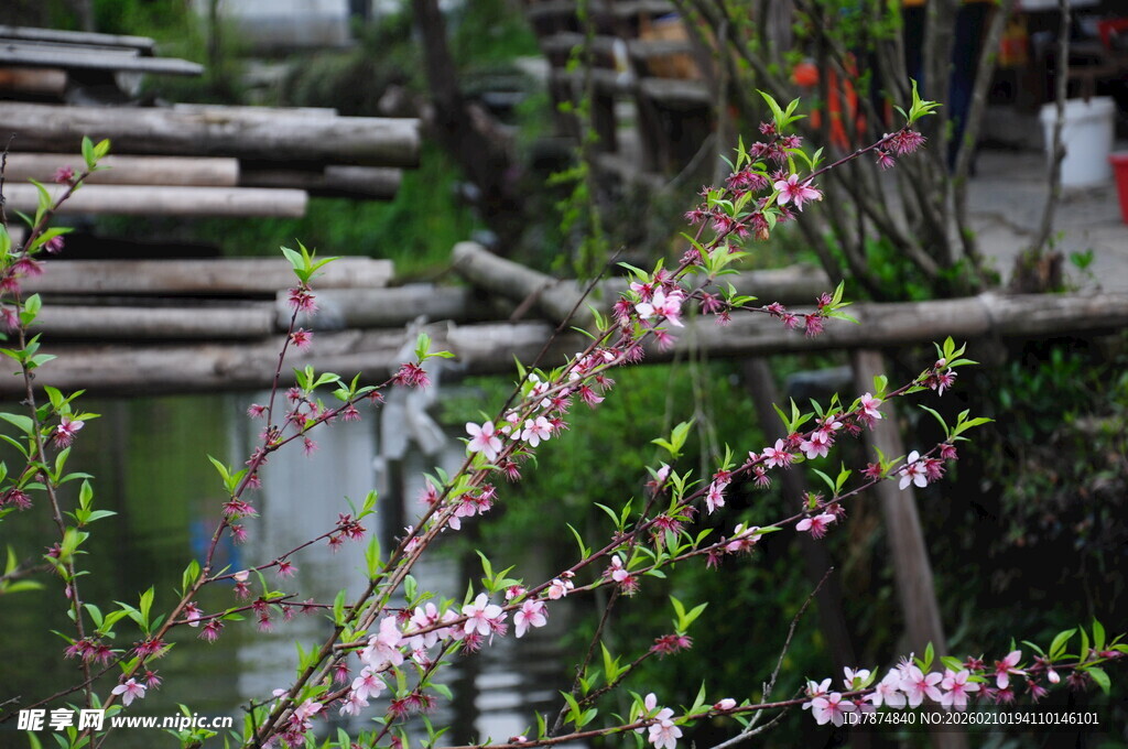 婺源春日溪边木桥旁烂漫花枝