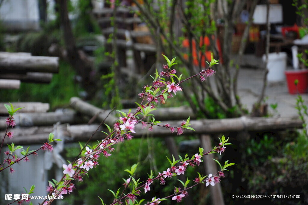 婺源春日木栏旁绽放的花枝