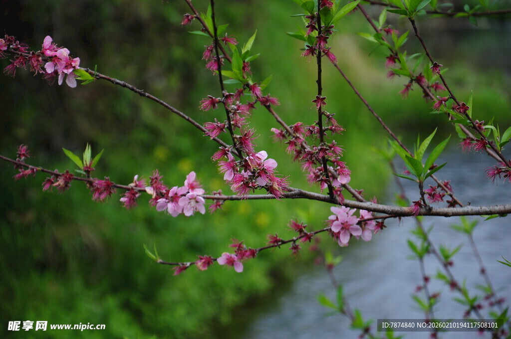 婺源溪边绽放的粉嫩桃花枝