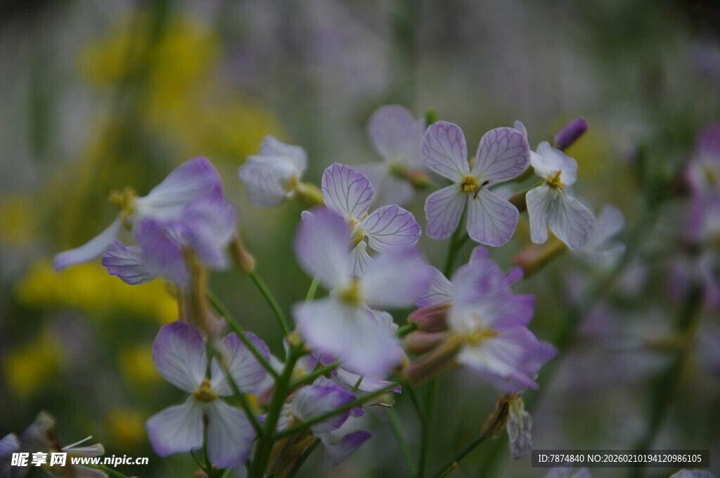 婺源紫色小花绽放于草丛间