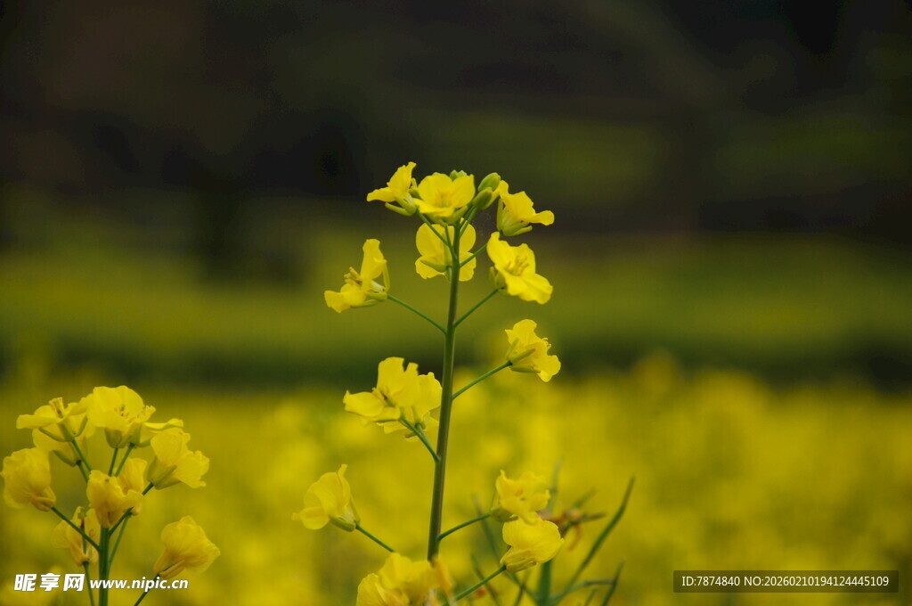 婺源金黄油菜花绽放的田园美景