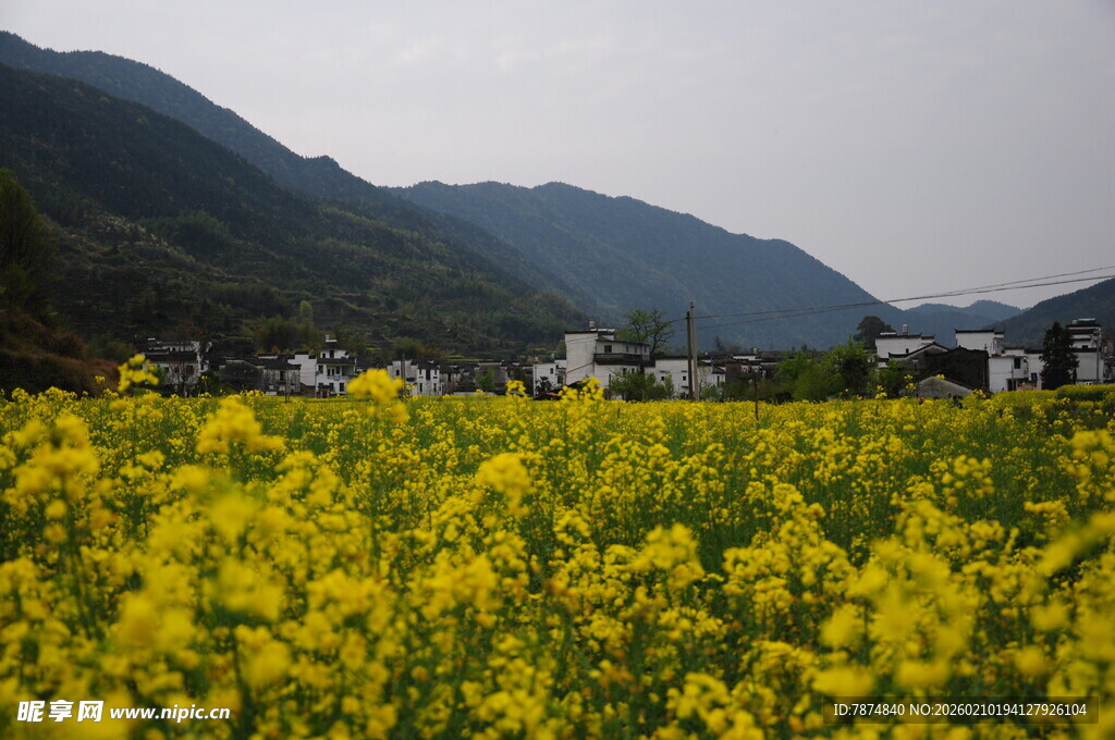婺源金黄油菜花田与远山美景