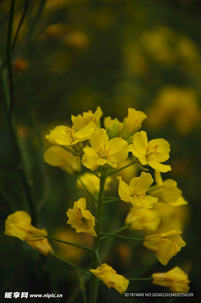 婺源黄色小花绽放