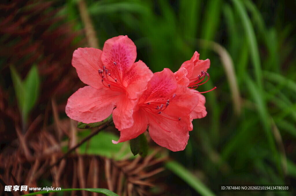 婺源娇艳盛开的粉红色杜鹃花