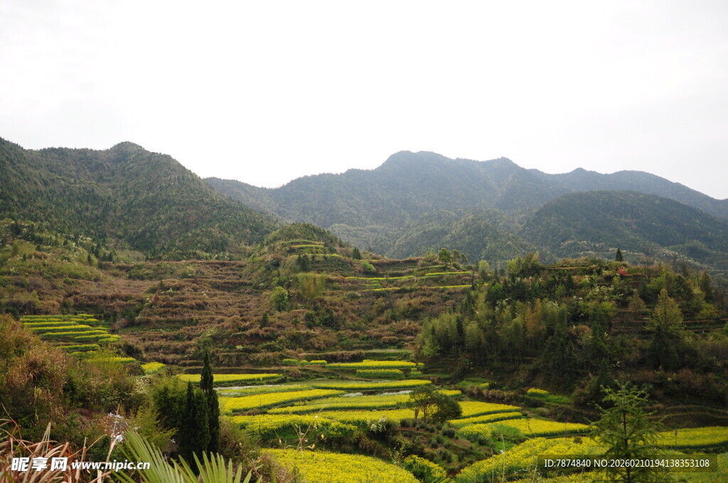 婺源山间梯田美景