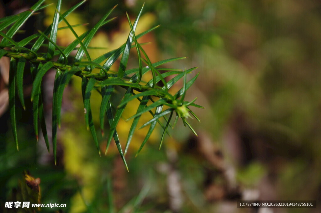 婺源带刺绿植特写
