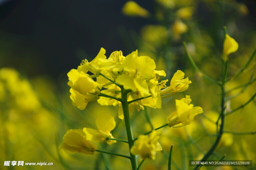 婺源金黄油菜花绽放