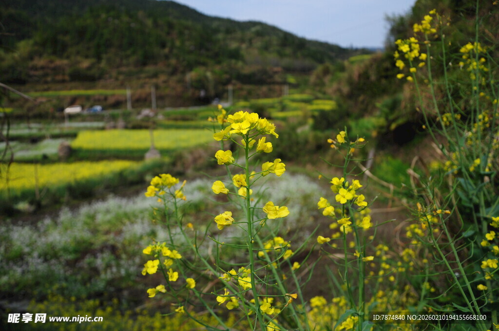 婺源山间油菜花田美景