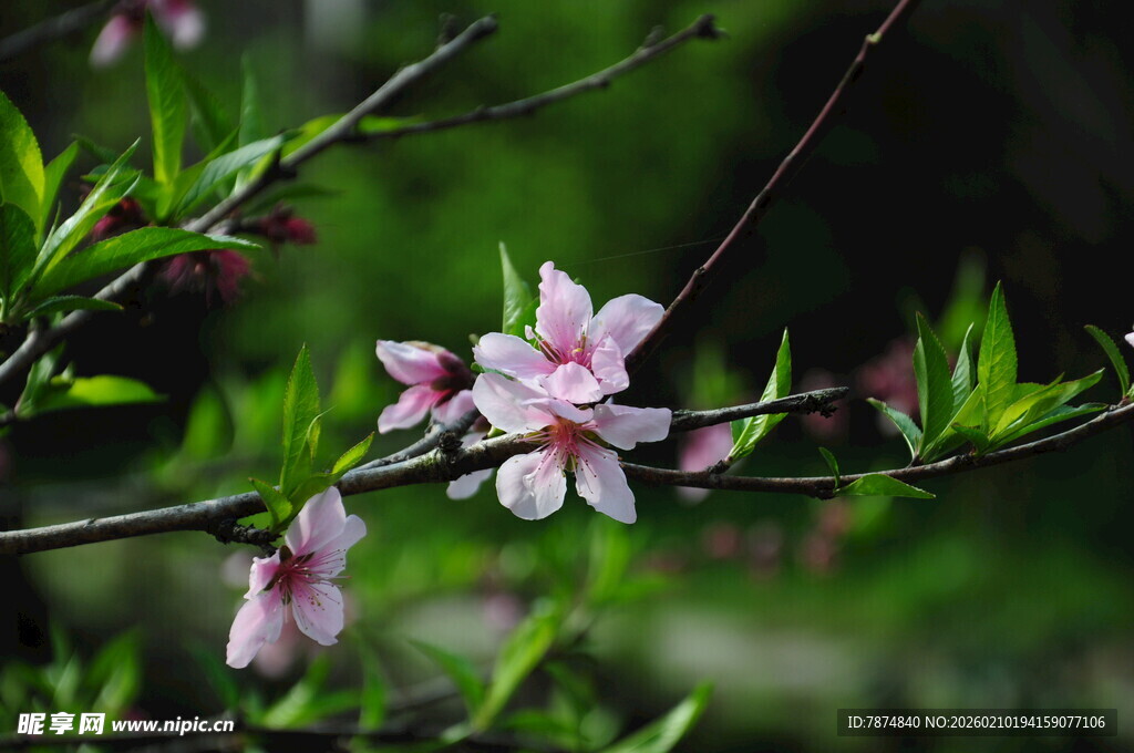 婺源枝头绽放的粉嫩桃花