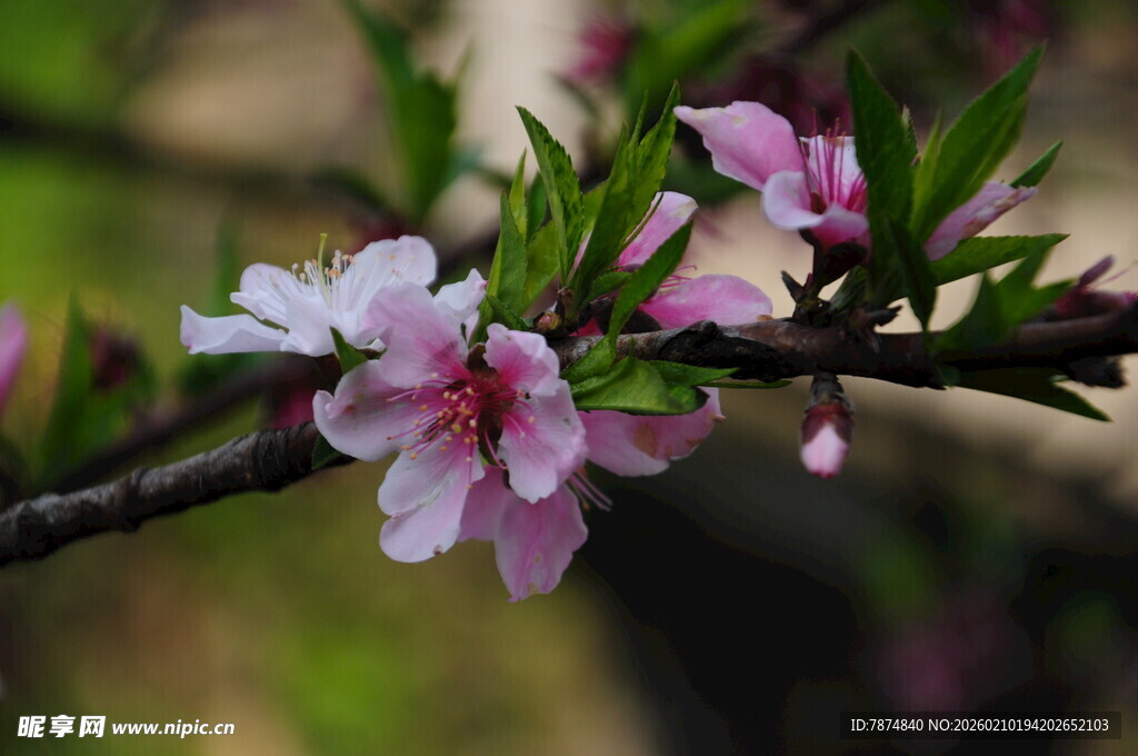 婺源枝头绽放的粉嫩桃花
