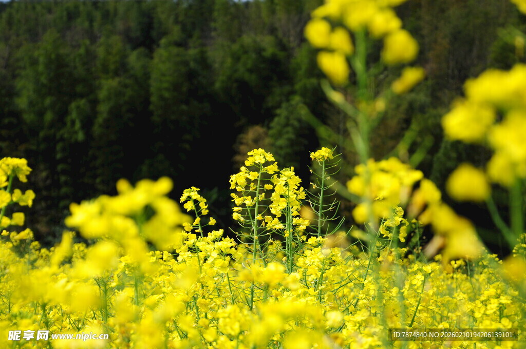 婺源春日油菜花田美景