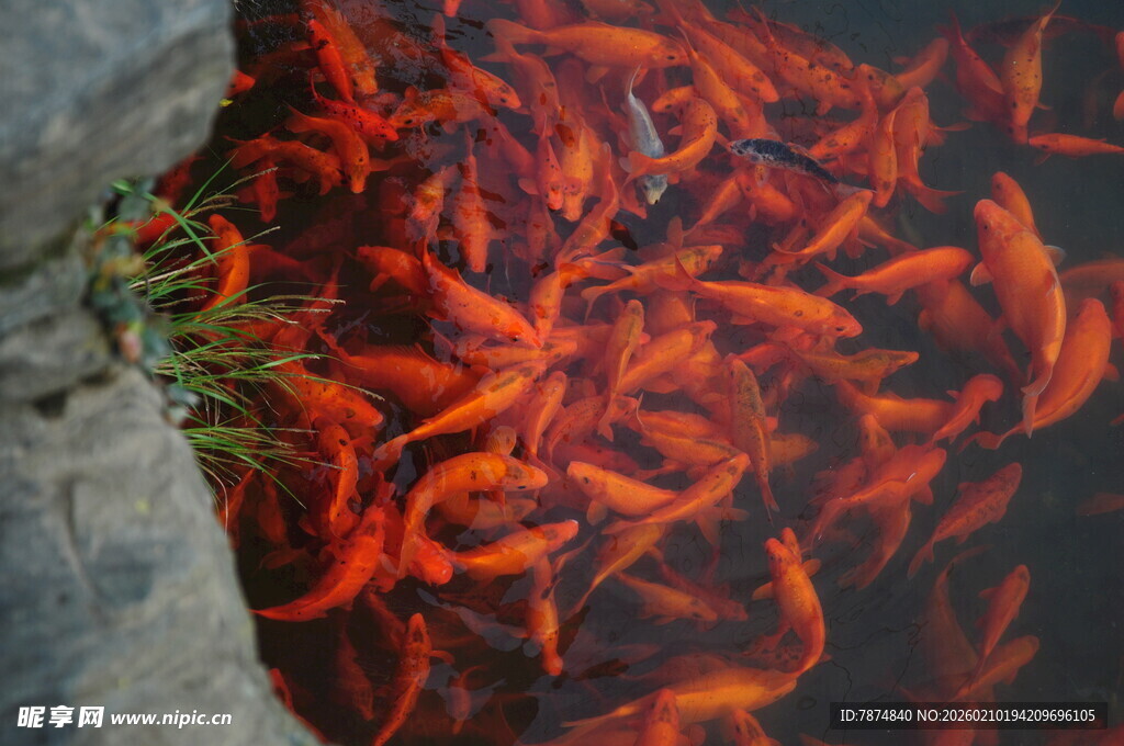 婺源池塘中密集的红色金鱼