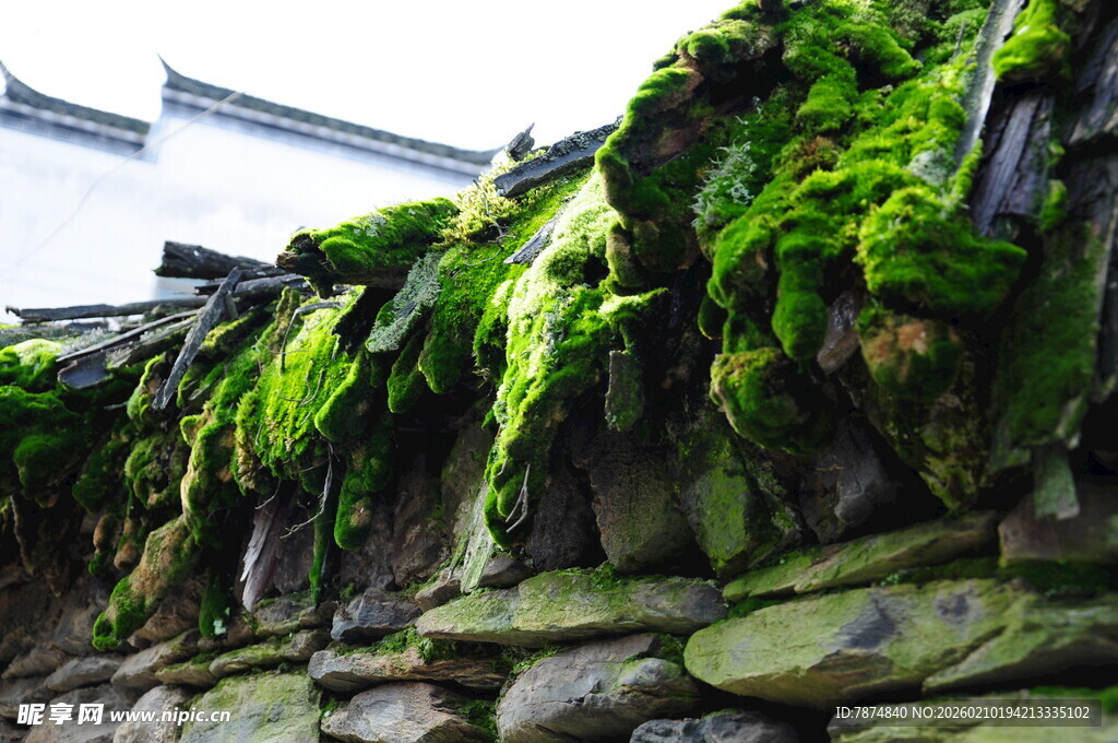 婺源石墙上的翠绿苔藓景观