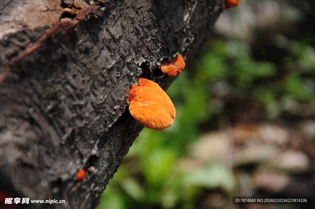 婺源树干上的橙色小蘑菇