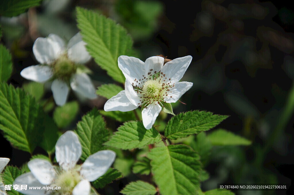 婺源白色小花绽放绿叶间