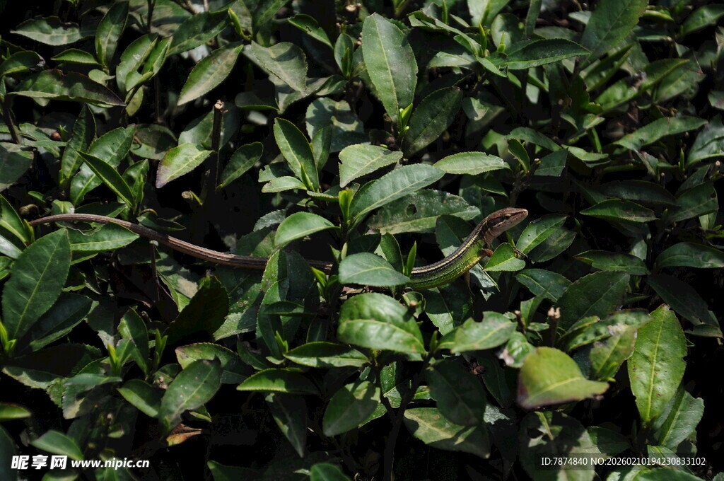 婺源茂密绿叶植物特写