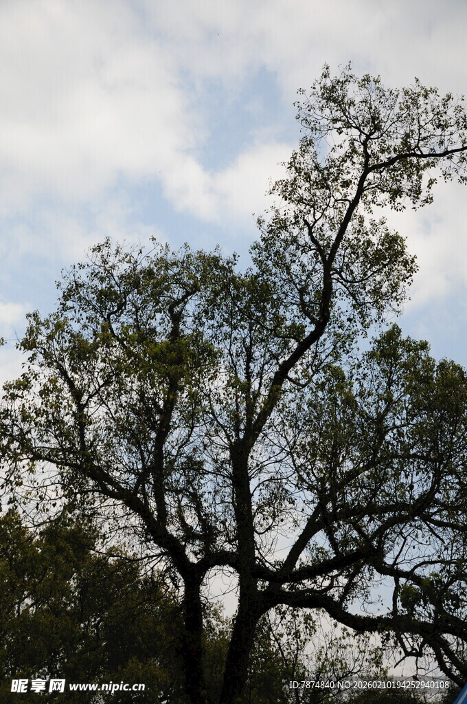婺源蓝天映衬下的繁茂大树