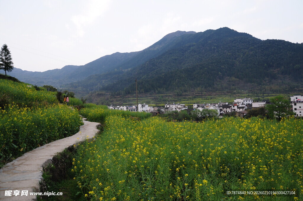 婺源山间小径旁的田园风光