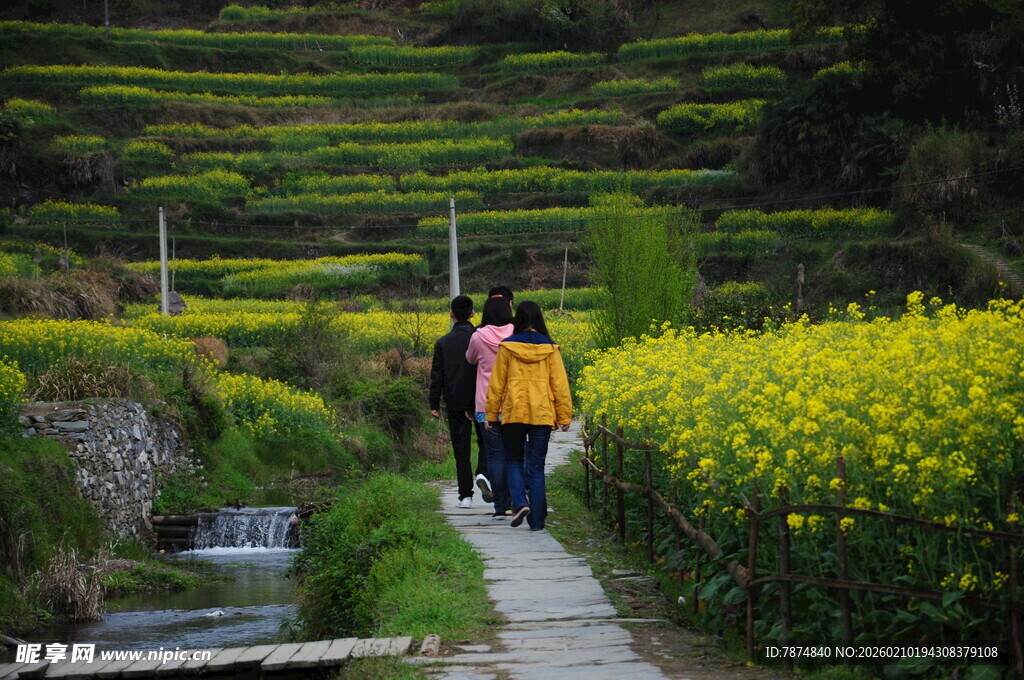 婺源漫步花海小径的背包客