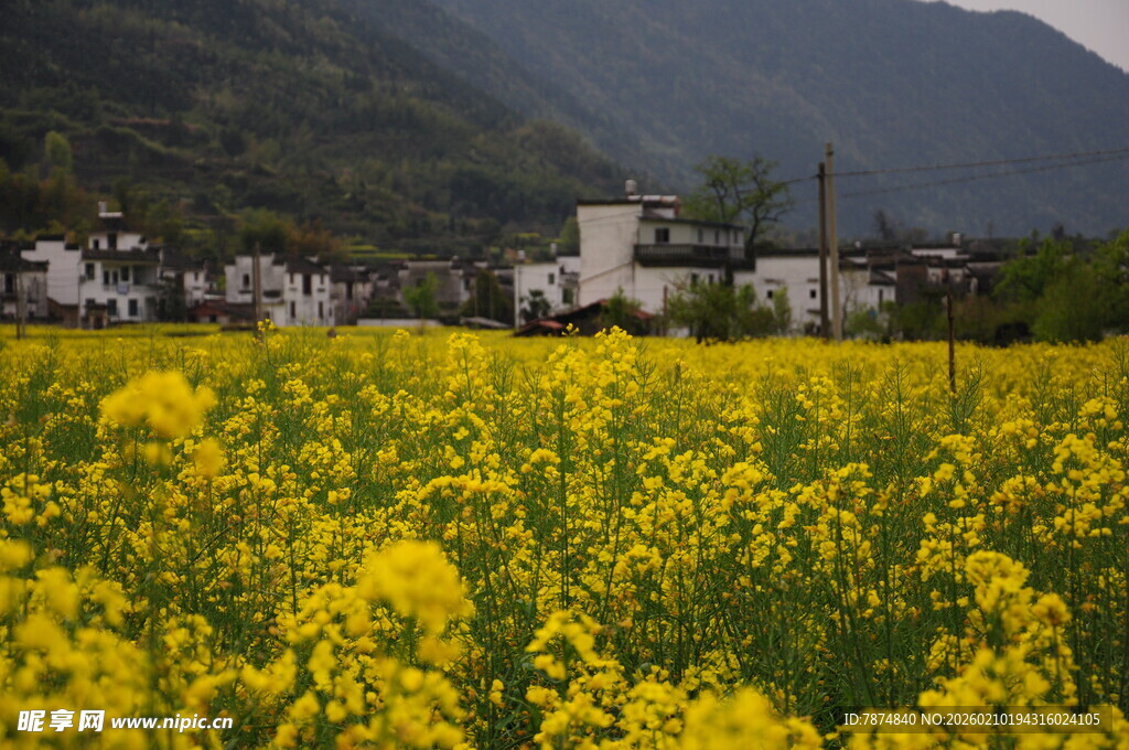 婺源金黄油菜花海中的山村