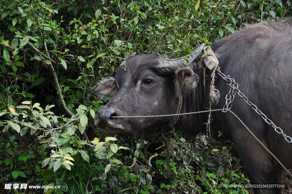 婺源被锁链束缚的耕牛