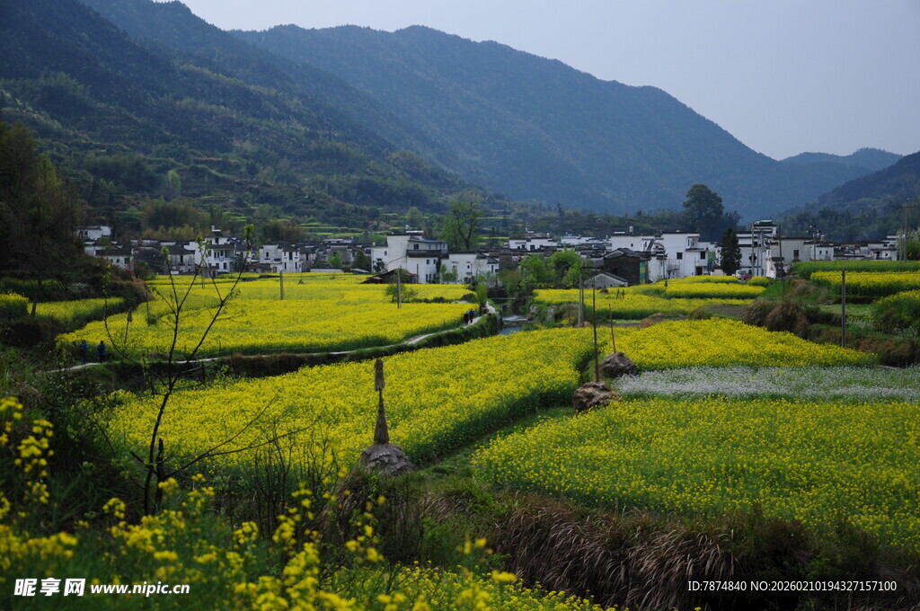 婺源田园风光中的金黄稻田