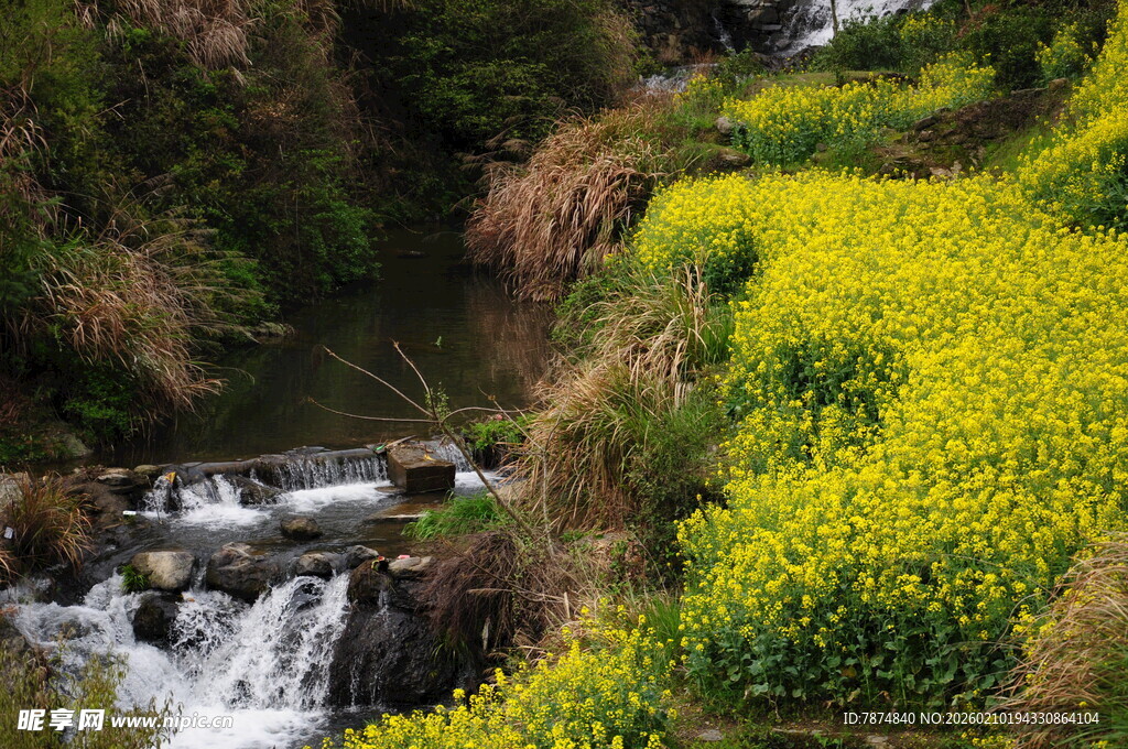婺源溪边绽放的灿烂黄色花丛