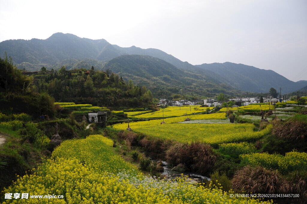 婺源春日山间油菜田美景