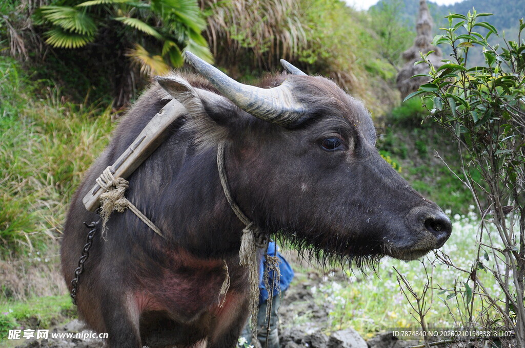 婺源山间水牛