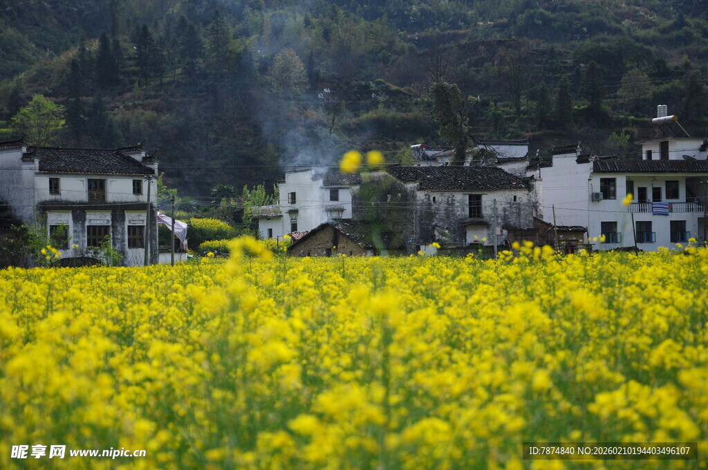 婺源金黄油菜田旁的古朴村落