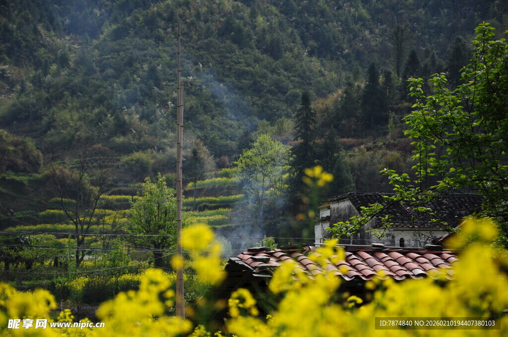 婺源山间黄花旁的乡村景致